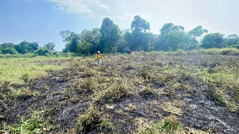 pastizal tras incendio